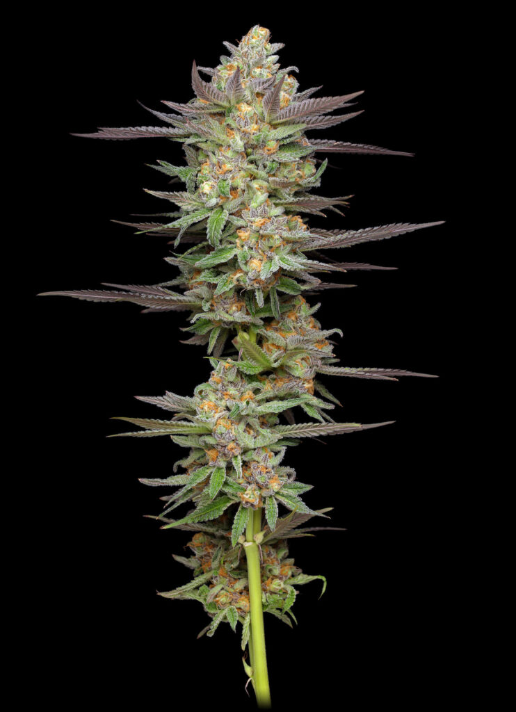 Not your father's autoflower seeds: Mint Jelly Auto. (Courtesy Humboldt Seed Company)