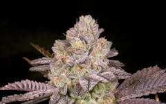 Moon Glow has its own channel on Archive Seed Bank's Discord. (Courtesy of Archive Seed Bank)