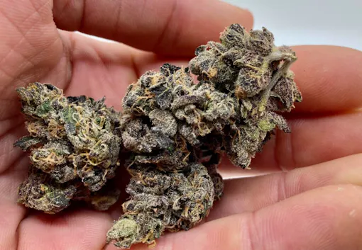 big purple and green weed nugs in a hand against a white background