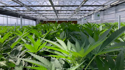 a wide angle photo of cananbis plants growing in a greenhouse in Bozeman Montana