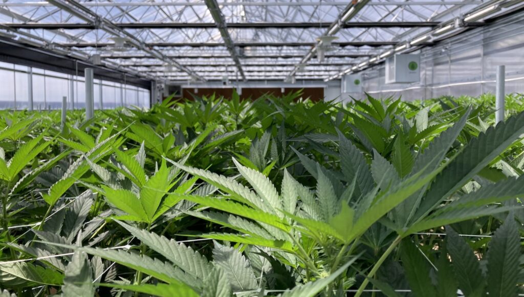 a wide angle photo of cananbis plants growing in a greenhouse in Bozeman, Montana