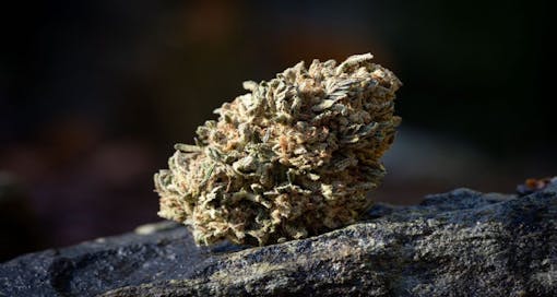 A delicious bud of Team Cream, grown by Moon Made Farms. (Courtesy Moon Made Farms)