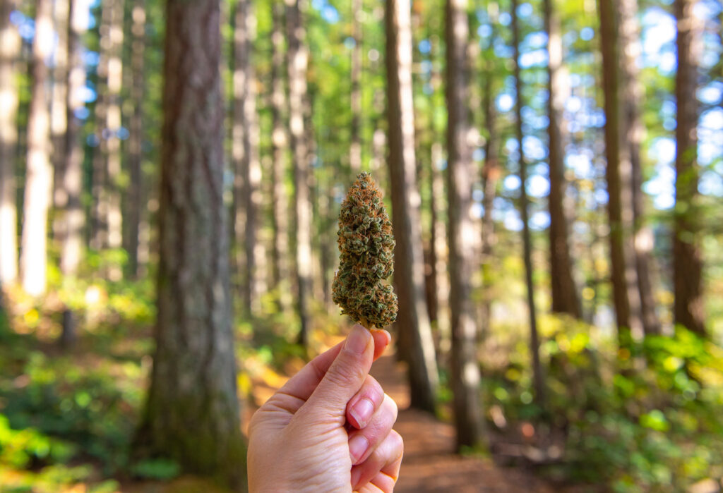 Hand holding dried cannabis flowers against forest trail background