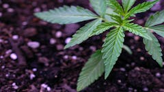 hemp plant cannabis growing in dirt vegetative