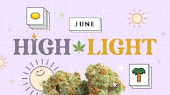 Each month, Leafly highlights a trending strain you should know about—we call it Leafly HighLight. This month, it’s like lemonade and gelato had a baby—Gelonade.