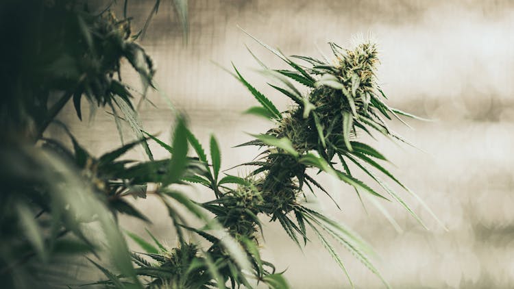 Four essential autoflowering strains for beginner growers image