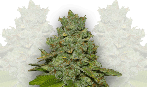 autoflowering strains