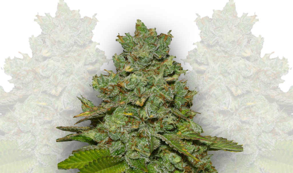 autoflowering strains