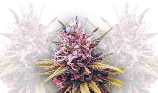 autoflowering strains