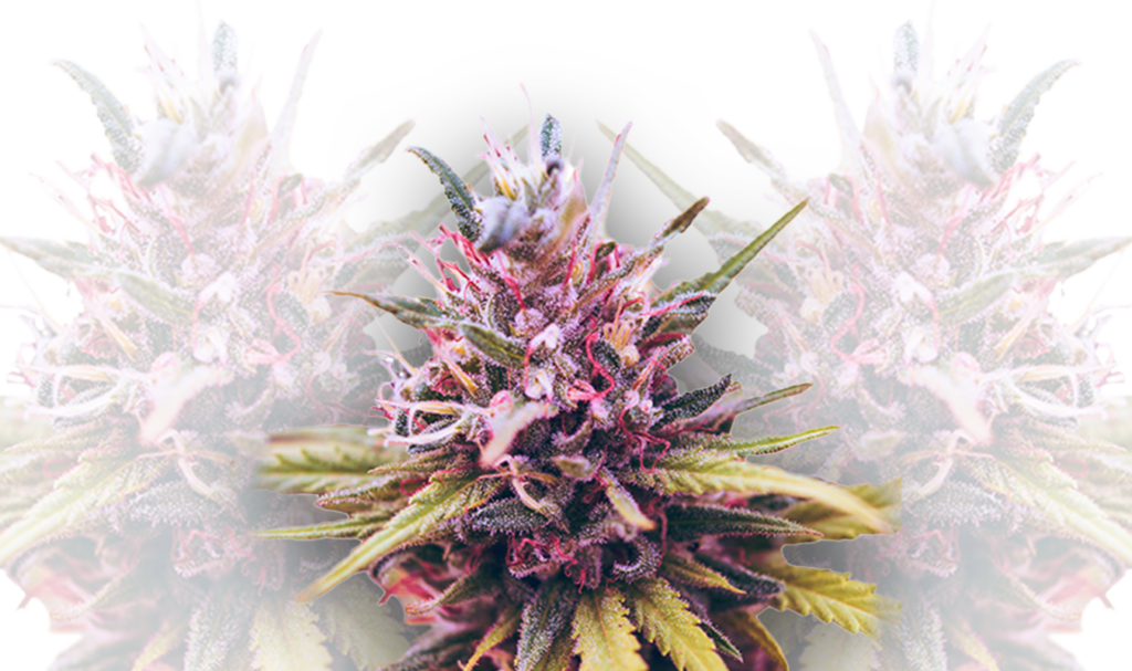 autoflowering strains