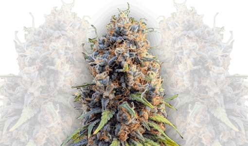 autoflowering strains