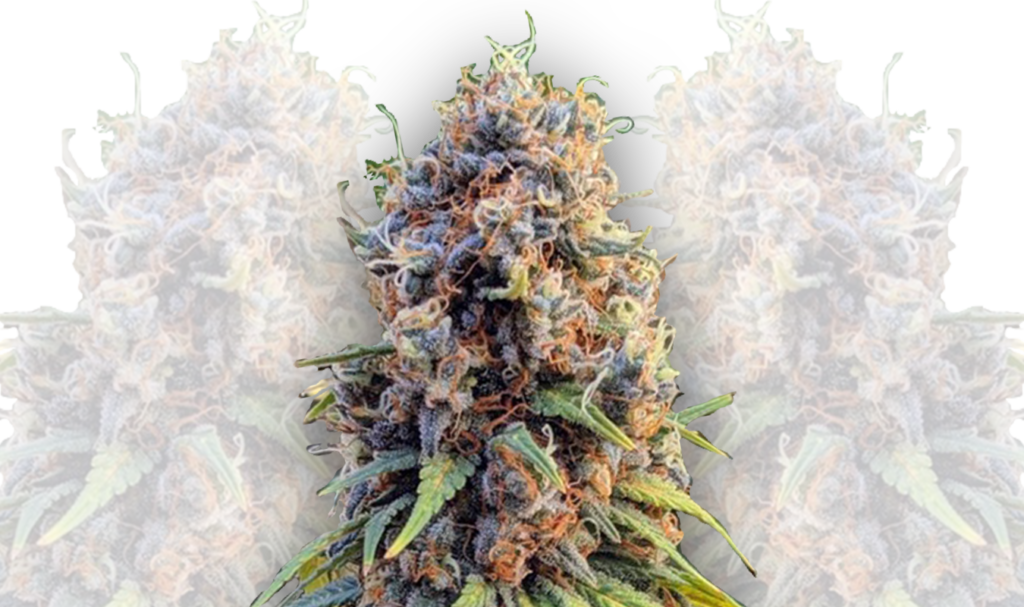 autoflowering strains