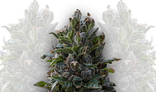 autoflowering strains