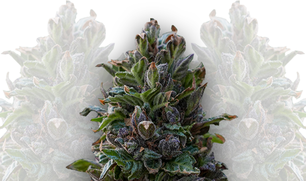 autoflowering strains