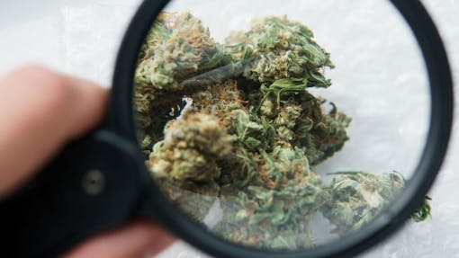 Leafly investigates fentanyl-laced weed myth. (AdobeStock)