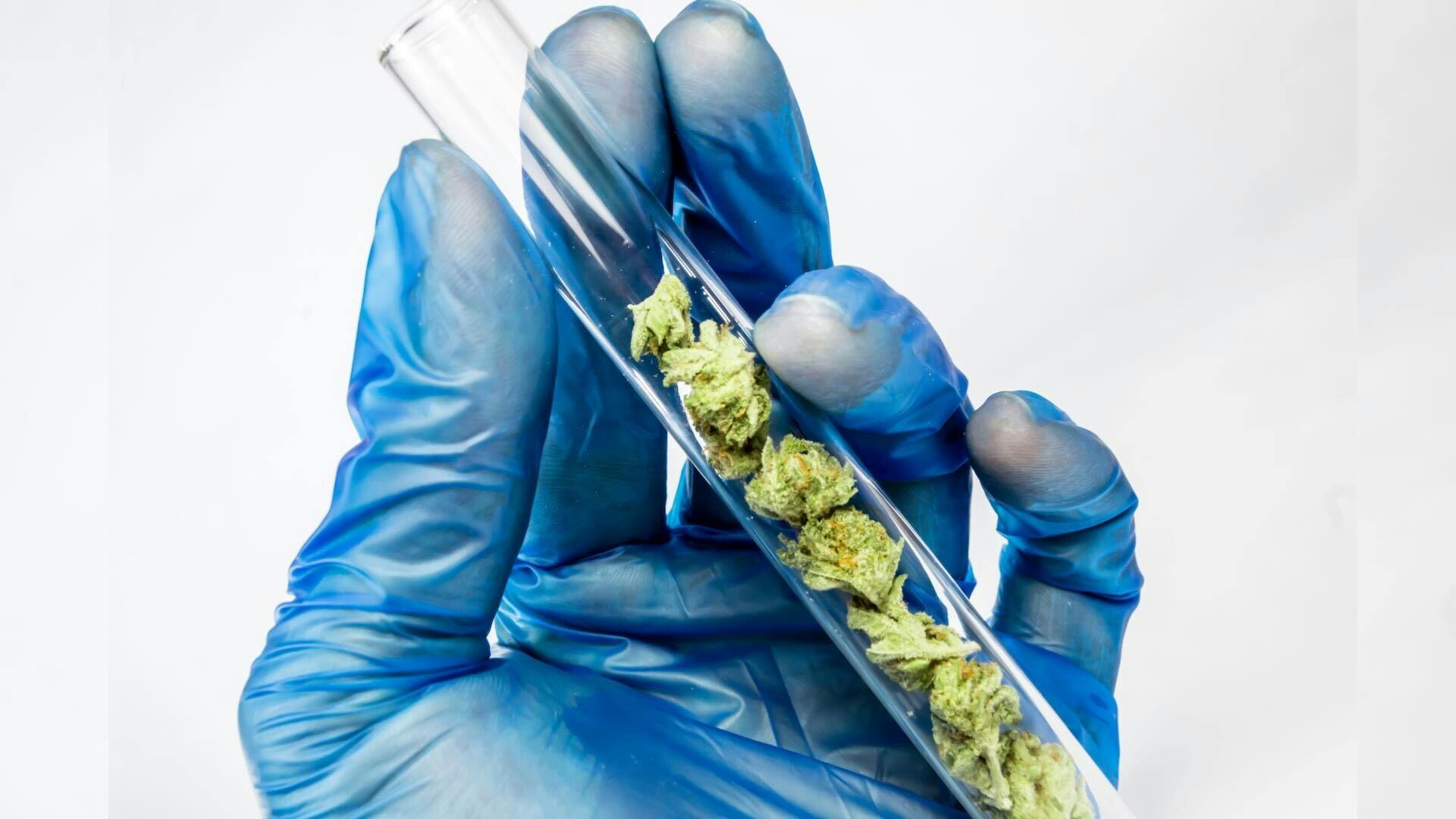 Fentanyl-laced weed is a myth image