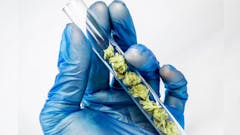 Leafly investigates fentanyl-laced weed myth. (AdobeStock)