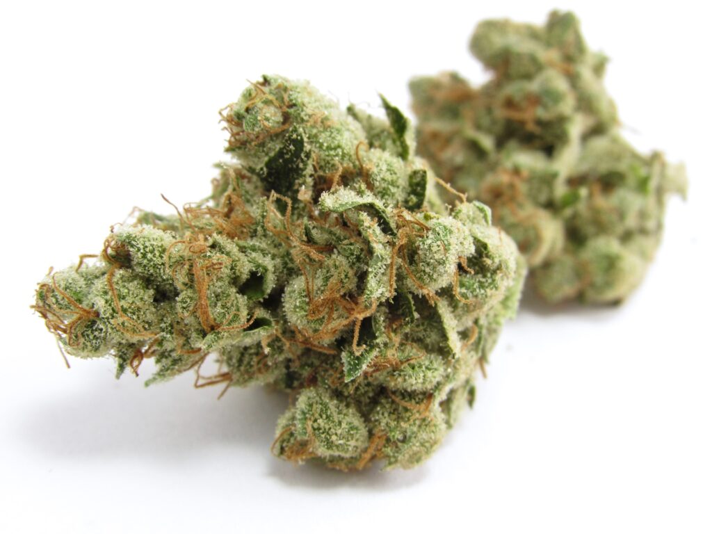 Team Elite Genetics Pearadise (Peach Ozz x Kosher Kush) (David Downs/Leafly)