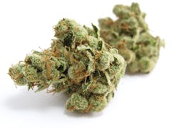 Team Elite Genetics Pearadise (Peach Ozz x Kosher Kush) (David Downs/Leafly)