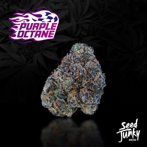 Purple Octane. (Photo courtesy Seed Junky Genetics)