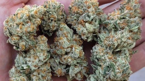 Fresh testers at Clearwater Genetics. (via Clearwater Genetics Discord)