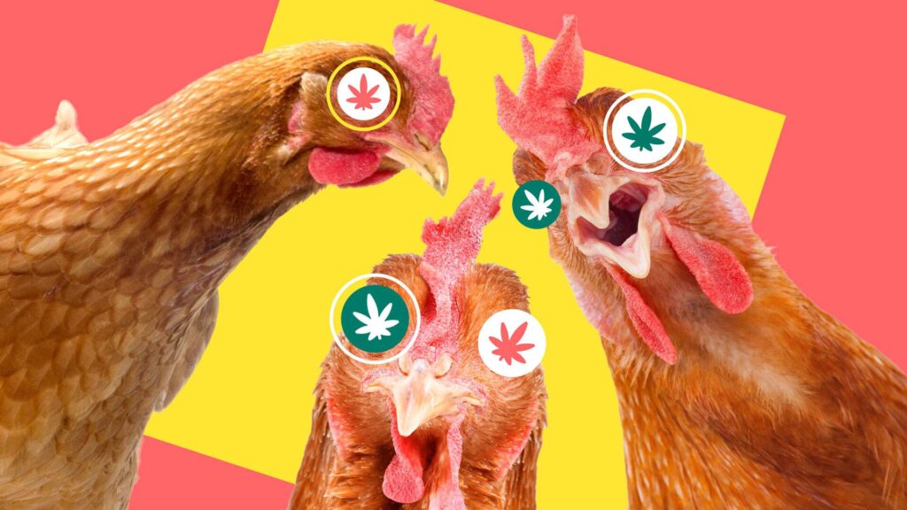 chickens and weed
