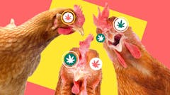 chickens and weed