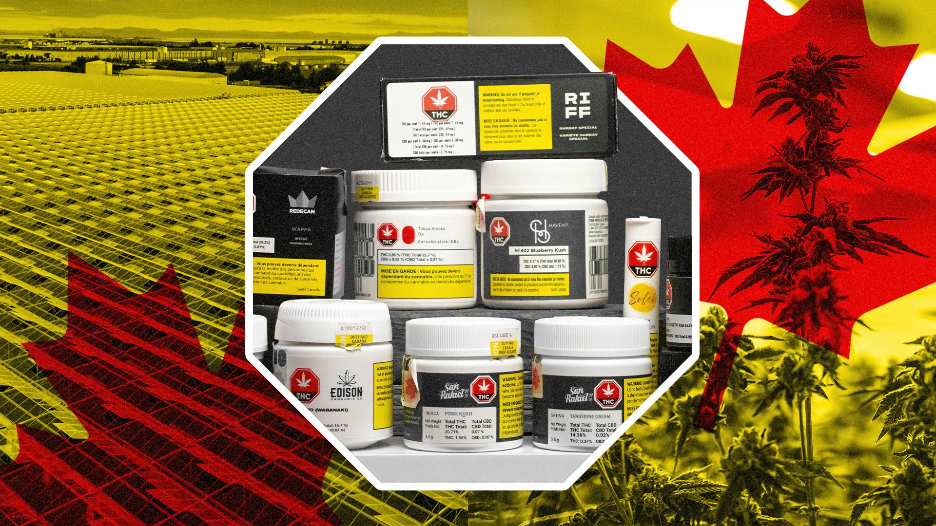 Legal cannabis is producing more plastic waste than pot image