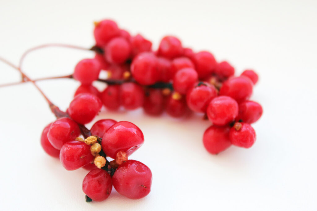 Branch of red ripe schisandra isolated on the white