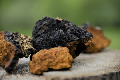 Chuncks of chaga on rocks outside