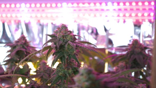 Cannabis bud or flower shows off the pistils and trichomes as it nears harvest of an indoor cultivation.