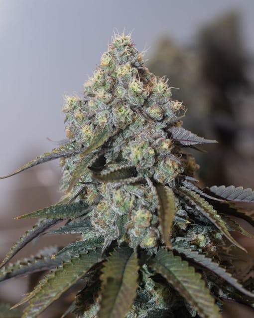 Miami Punch. Sativa. (Courtesy Revolution, IL)