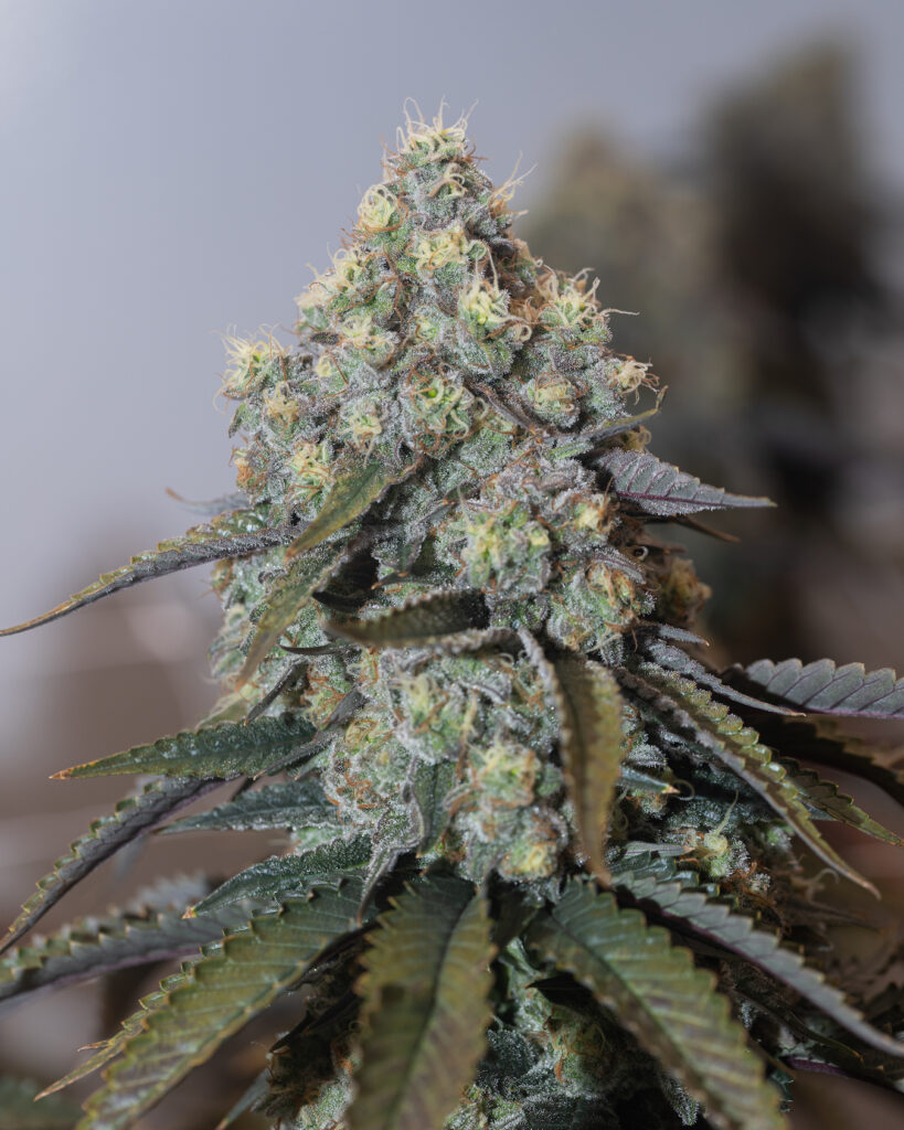 Miami punch. sativa (Courtesy of Revolution, IL)