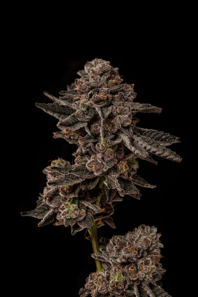 Doja Pak's permanent marker leaves a mark. (Courtesy of Doja Pak)