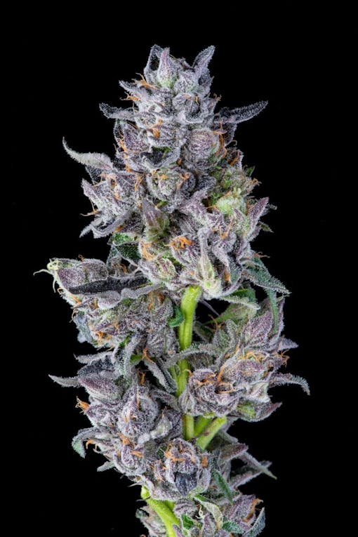 My goodness! Umma Sonoma White Runtz. (Courtesy of Ummas Sonoma)