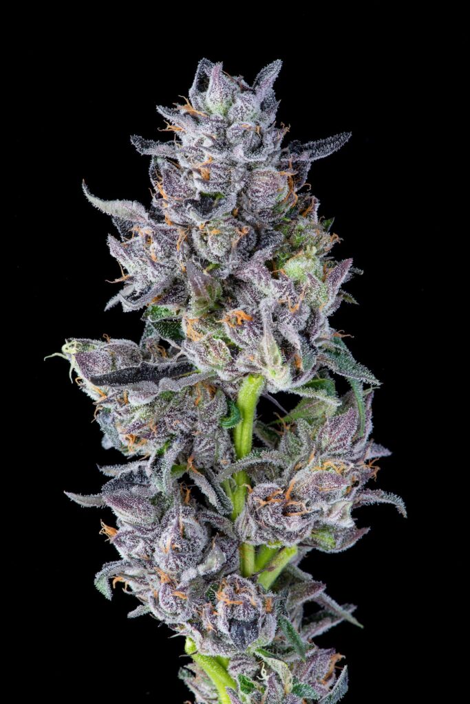 My goodness! Umma Sonoma White Runtz. (Courtesy of Ummas Sonoma)