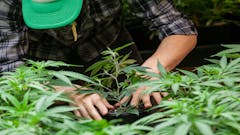 a farmer puts his marijuana plant into soil