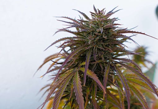 indica weed plant