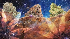 space NASA weed buds