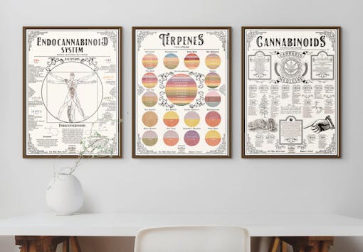 posters about terpenes and cannabinoids