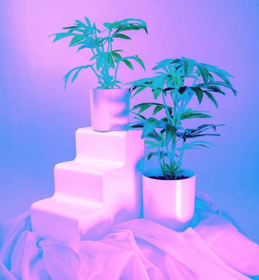 fake pot plant neon lights