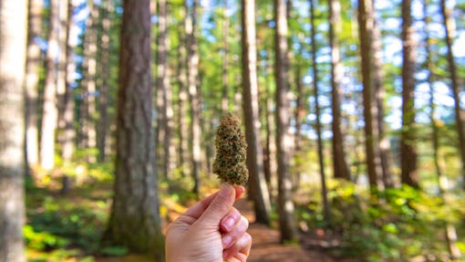 Hand holding dried cannabis flower against forest trail background, taken in Vancouver Island, canada