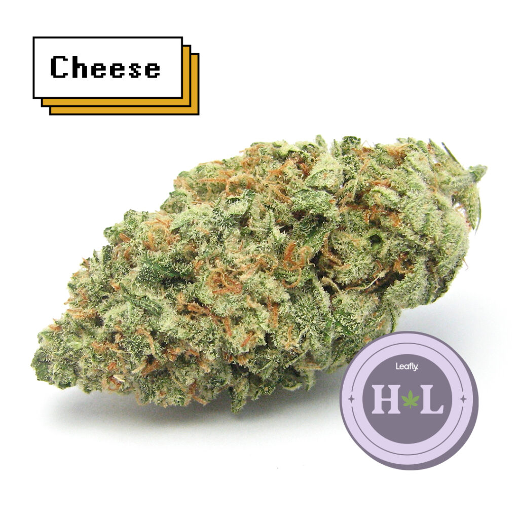 August 2022 Leafly HighLight: GMO Cookies strain | Leafly