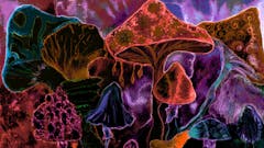 Bright red psychedelic mushrooms. The dabbing technique near the edges gives a soft focus effect due to the altered surface roughness of the paper.