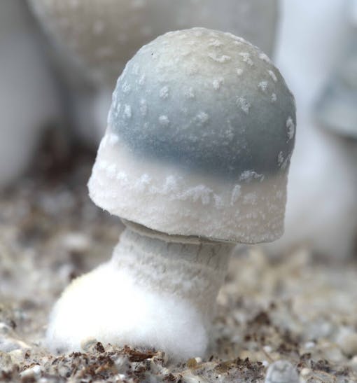 white mushroom with large cap grows in soil
