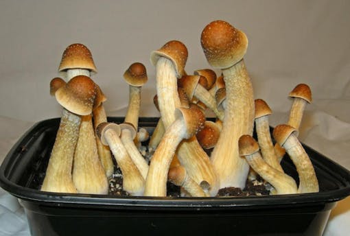 white phallic mushrooms with orange caps in a black tub