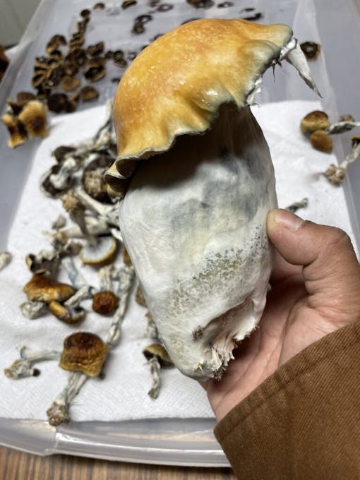large Penis Envy mushroom in hand
