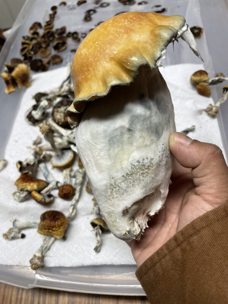 big penis envy mushroom in hand