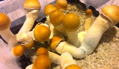 penis envy mushrooms growing in a tub