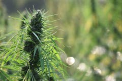 sun grown cannabis plant